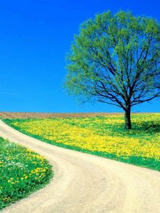 Preview wallpaper tree, field, flowers, dandelions, road