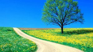 Preview wallpaper tree, field, flowers, dandelions, road