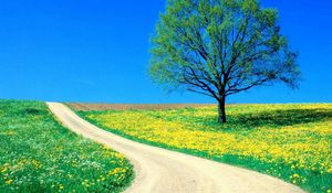 Preview wallpaper tree, field, flowers, dandelions, road