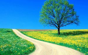 Preview wallpaper tree, field, flowers, dandelions, road