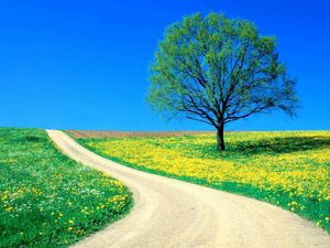 Preview wallpaper tree, field, flowers, dandelions, road