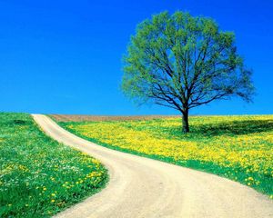 Preview wallpaper tree, field, flowers, dandelions, road