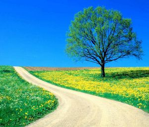 Preview wallpaper tree, field, flowers, dandelions, road