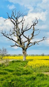 Preview wallpaper tree, field, flowers, yellow, nature