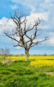 Preview wallpaper tree, field, flowers, yellow, nature