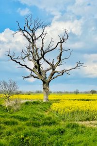 Preview wallpaper tree, field, flowers, yellow, nature