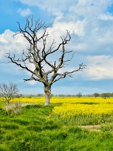 Preview wallpaper tree, field, flowers, yellow, nature