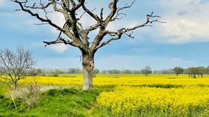 Preview wallpaper tree, field, flowers, yellow, nature