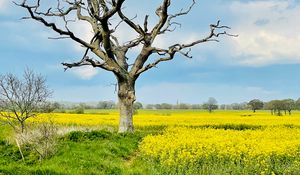 Preview wallpaper tree, field, flowers, yellow, nature
