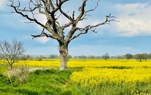 Preview wallpaper tree, field, flowers, yellow, nature