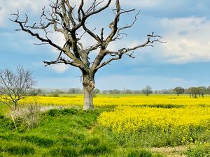 Preview wallpaper tree, field, flowers, yellow, nature