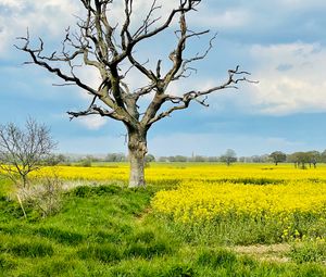 Preview wallpaper tree, field, flowers, yellow, nature