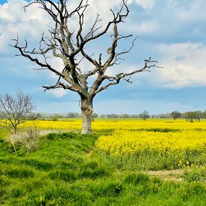 Preview wallpaper tree, field, flowers, yellow, nature