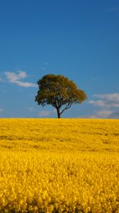 Preview wallpaper tree, field, flowers, landscape