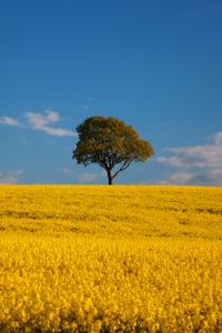 Preview wallpaper tree, field, flowers, landscape