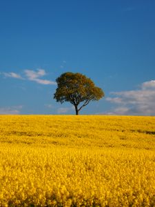 Preview wallpaper tree, field, flowers, landscape