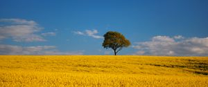 Preview wallpaper tree, field, flowers, landscape