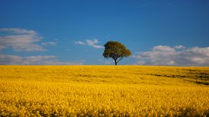 Preview wallpaper tree, field, flowers, landscape