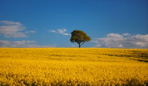 Preview wallpaper tree, field, flowers, landscape
