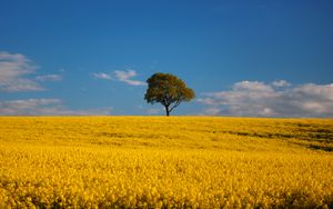 Preview wallpaper tree, field, flowers, landscape