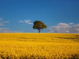 Preview wallpaper tree, field, flowers, landscape