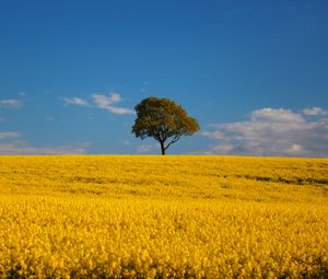 Preview wallpaper tree, field, flowers, landscape