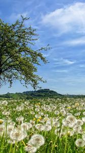 Preview wallpaper tree, field, flowers, dandelions, summer