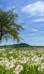 Preview wallpaper tree, field, flowers, dandelions, summer