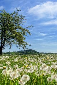 Preview wallpaper tree, field, flowers, dandelions, summer