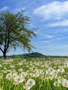 Preview wallpaper tree, field, flowers, dandelions, summer