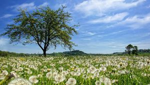 Preview wallpaper tree, field, flowers, dandelions, summer