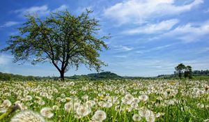 Preview wallpaper tree, field, flowers, dandelions, summer