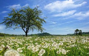 Preview wallpaper tree, field, flowers, dandelions, summer