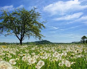 Preview wallpaper tree, field, flowers, dandelions, summer