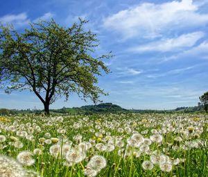 Preview wallpaper tree, field, flowers, dandelions, summer