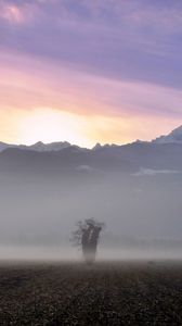 Preview wallpaper tree, field, fog, mountains, sunrise, nature