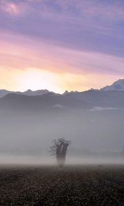 Preview wallpaper tree, field, fog, mountains, sunrise, nature