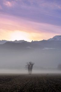 Preview wallpaper tree, field, fog, mountains, sunrise, nature