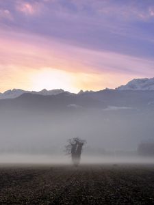 Preview wallpaper tree, field, fog, mountains, sunrise, nature