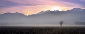 Preview wallpaper tree, field, fog, mountains, sunrise, nature