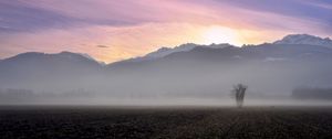 Preview wallpaper tree, field, fog, mountains, sunrise, nature