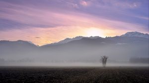 Preview wallpaper tree, field, fog, mountains, sunrise, nature