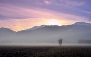 Preview wallpaper tree, field, fog, mountains, sunrise, nature