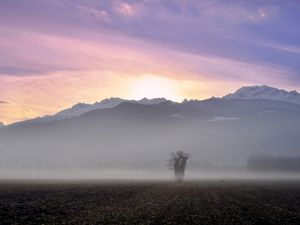Preview wallpaper tree, field, fog, mountains, sunrise, nature