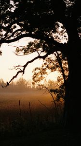 Preview wallpaper tree, field, fog, nature, landscape