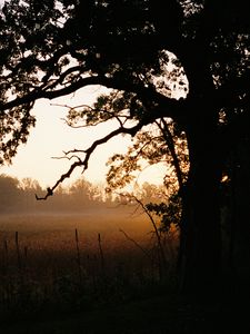 Preview wallpaper tree, field, fog, nature, landscape