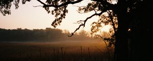 Preview wallpaper tree, field, fog, nature, landscape