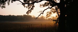 Preview wallpaper tree, field, fog, nature, landscape