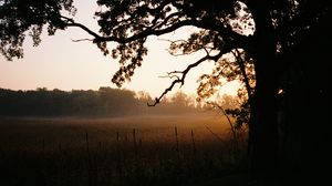 Preview wallpaper tree, field, fog, nature, landscape