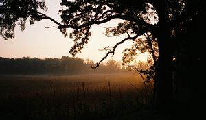 Preview wallpaper tree, field, fog, nature, landscape